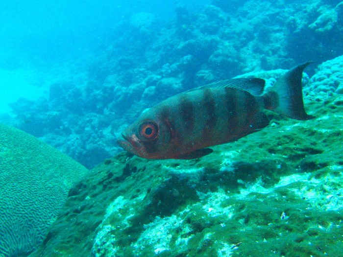 Priacanthus hamrur