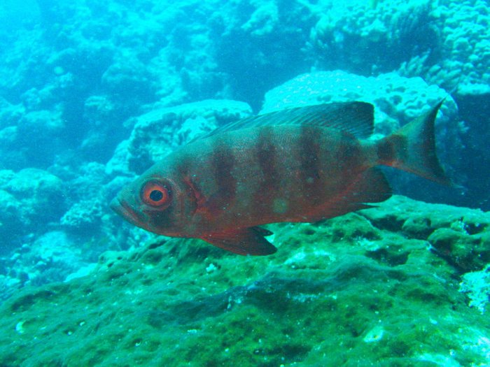 Priacanthus hamrur