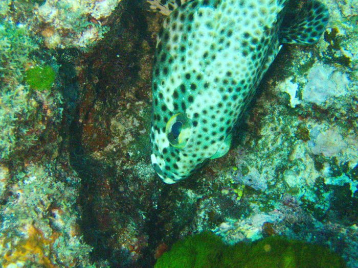 Epinephelus maculatus
