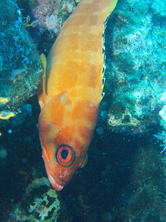 Epinephelus fasciatus