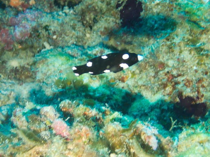 Bodianus axillaris