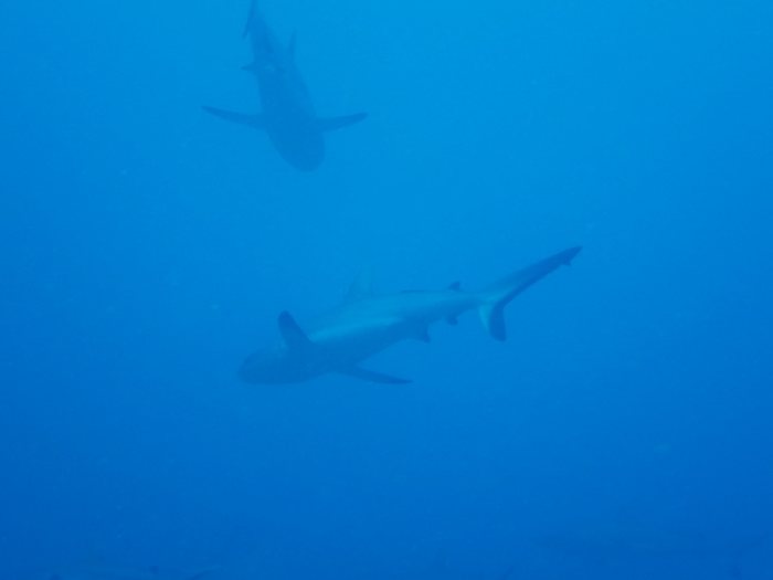 Requin gris de récif