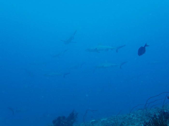 Requin gris de récif