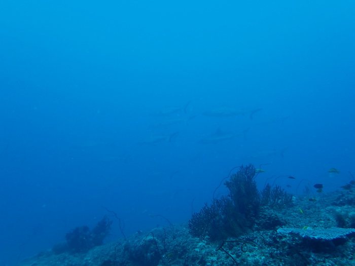 Requin gris de récif