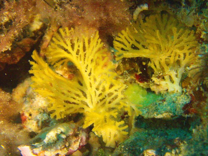 Reteporellina sp.