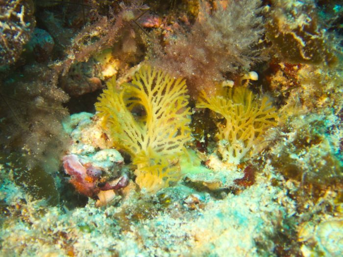 Reteporellina sp.