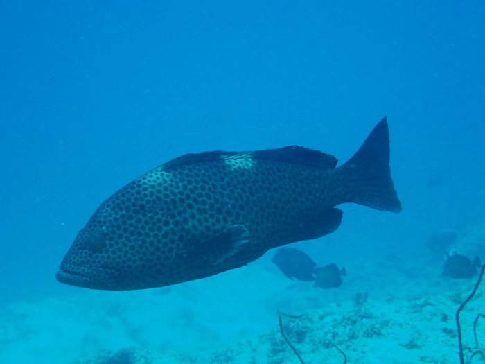 Epinephelus maculatus