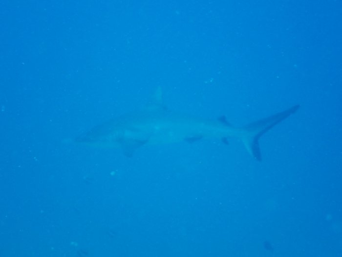 Requin gris de récif