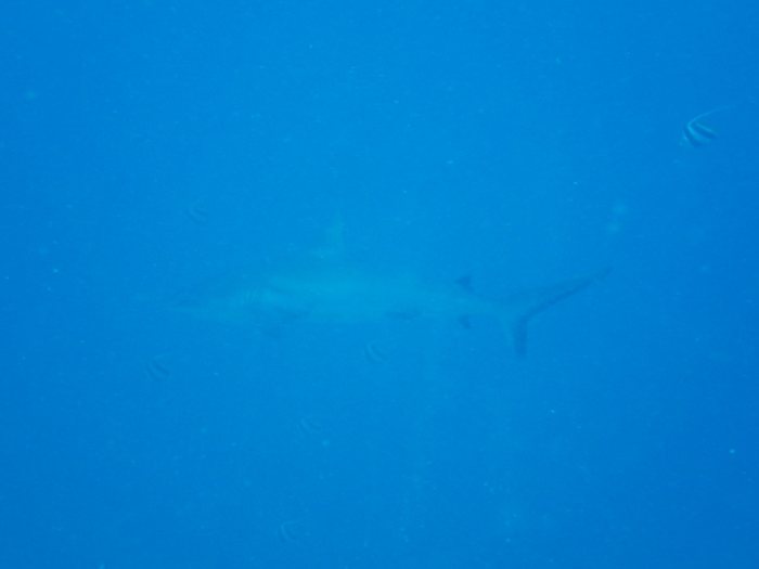 Requin gris de récif