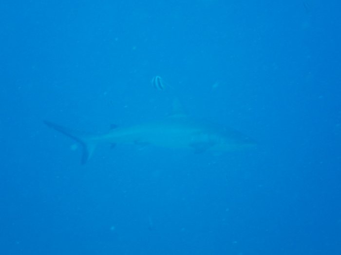 Requin gris de récif