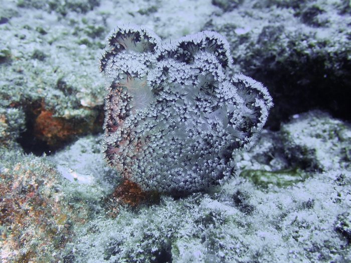 Dendronephthya sp.