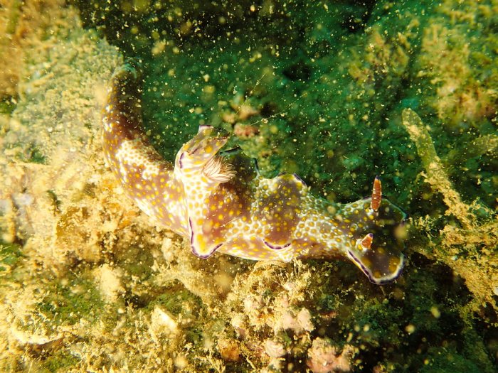 Ceratosoma tenue