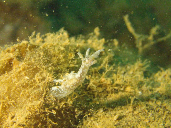 Nudibranche