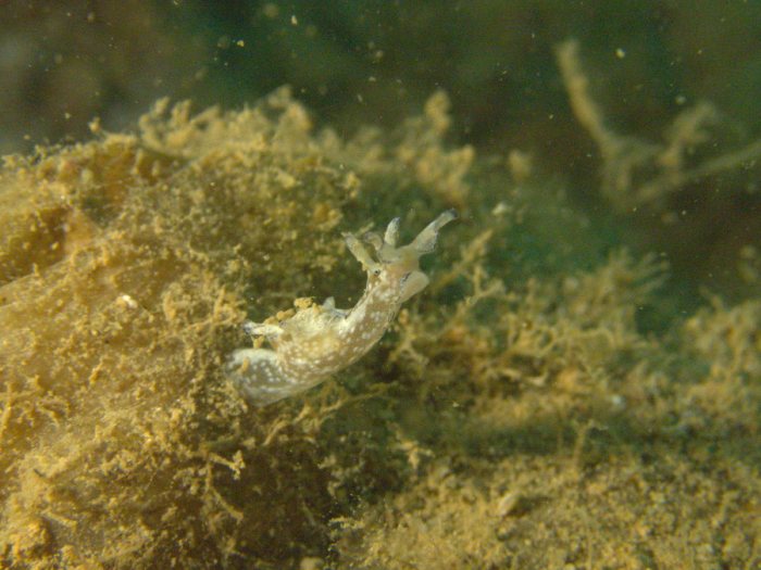 Nudibranche