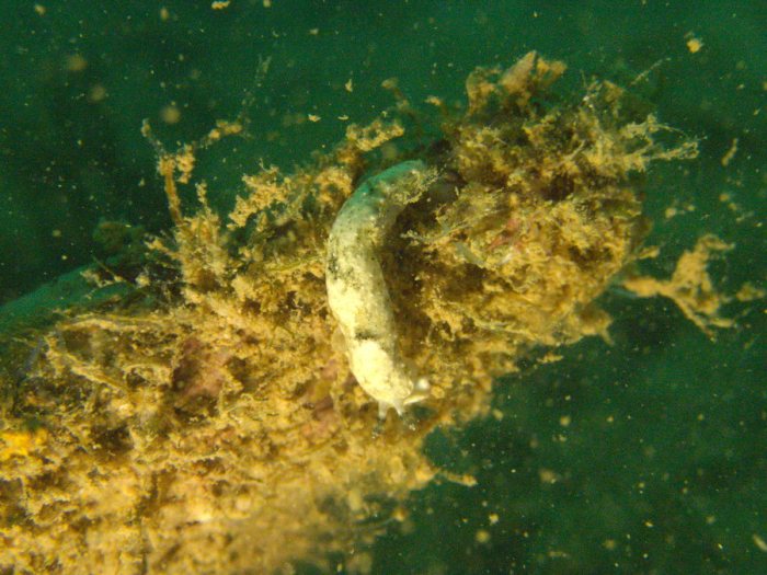 Nudibranche