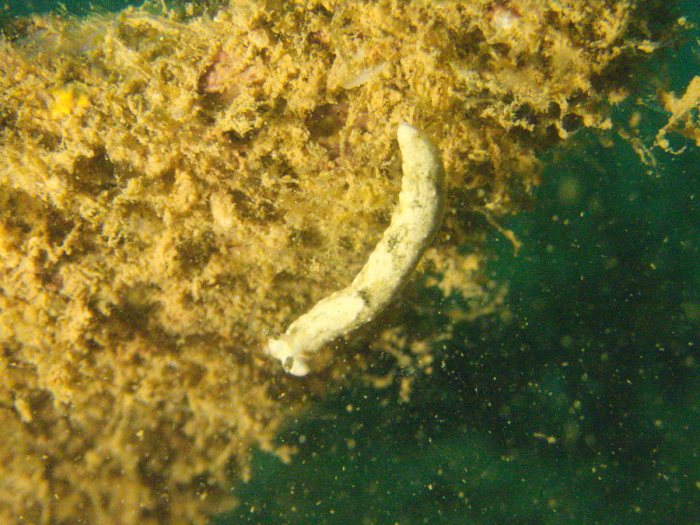 Nudibranche