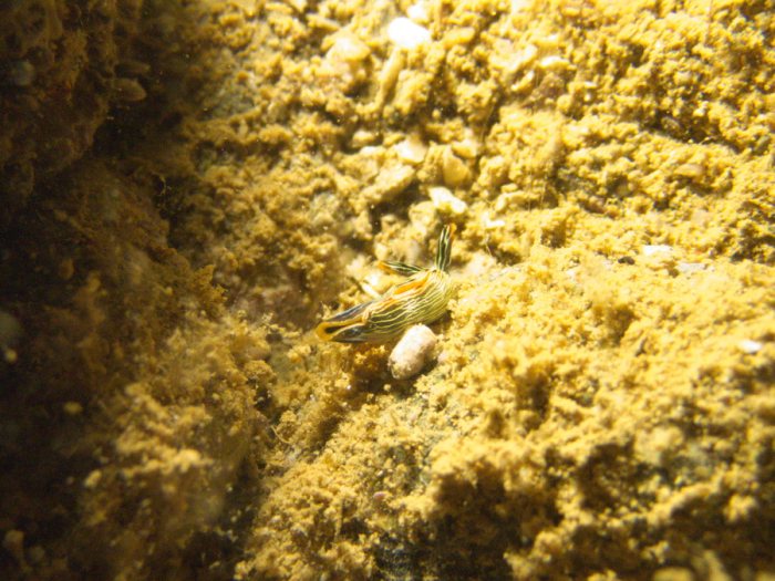 Thuridilla bayeri