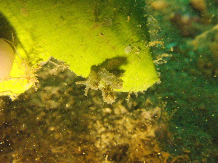 Lobiger sp.