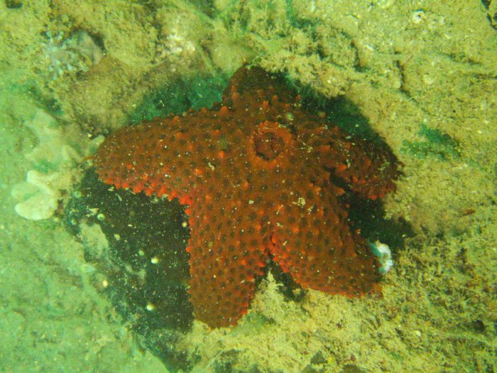 Asterina burtoni