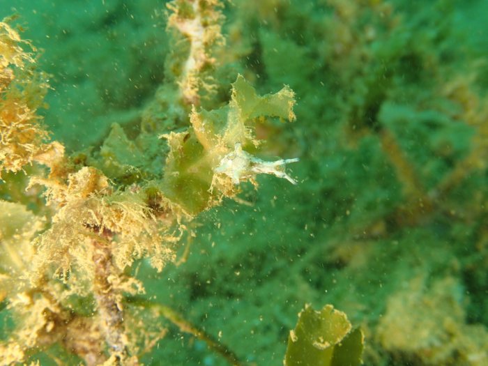 Lièvre de mer (anaspidé)
