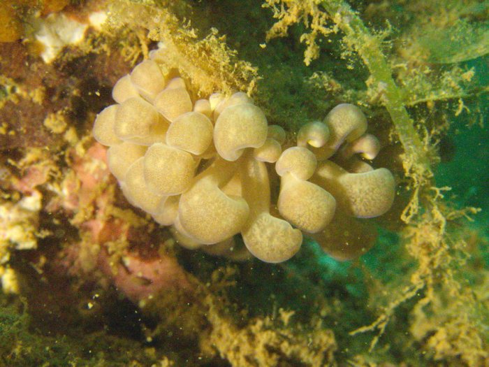 Phyllodesmium magnum