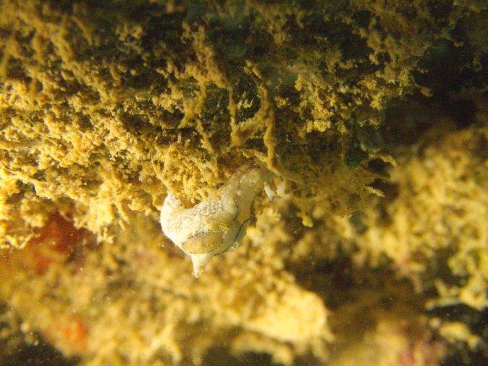 Nudibranche