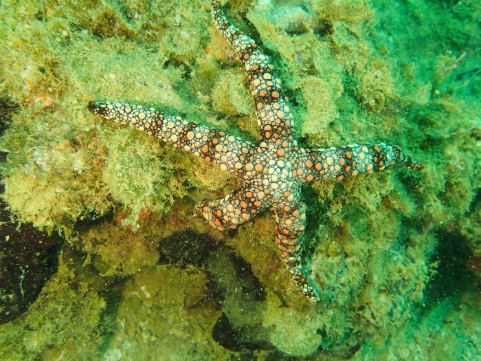 Nardoa gomophia