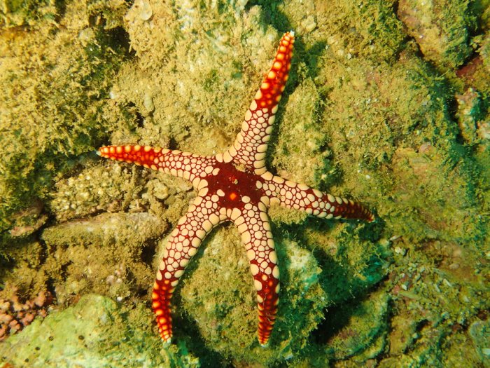 Celerina heffernani