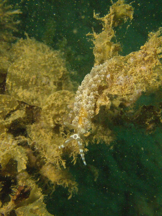 Baeolidia moebii