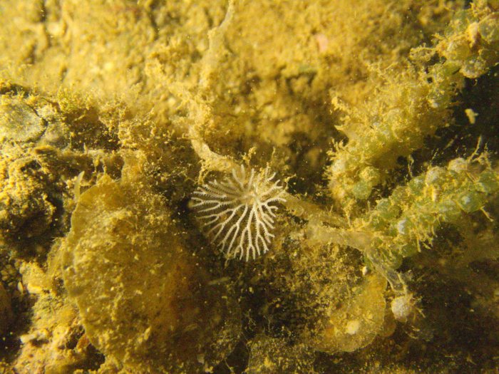 Idmidronea sp.