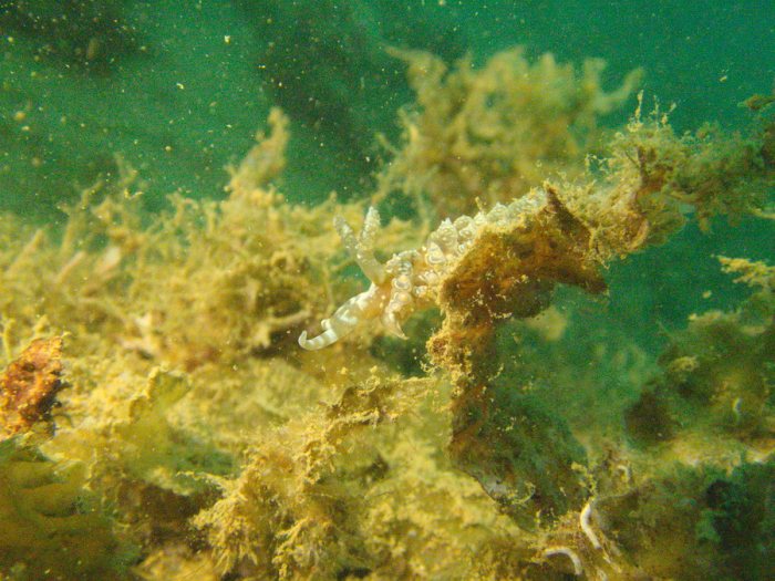 Baeolidia moebii