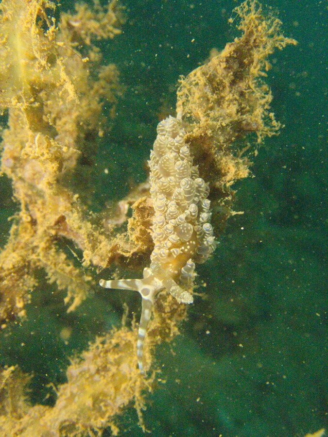 Baeolidia moebii