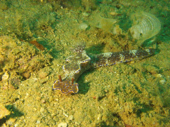 Ceratosoma tenue