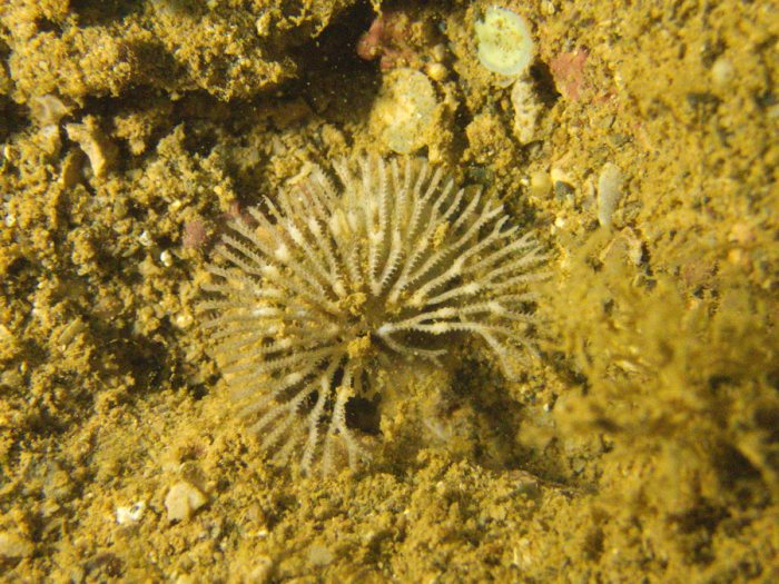 Idmidronea sp.