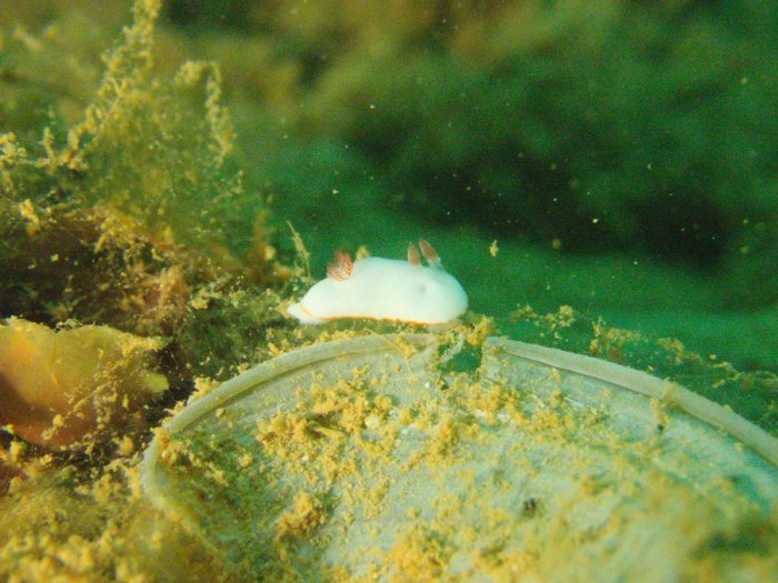 Goniobranchus preciosa