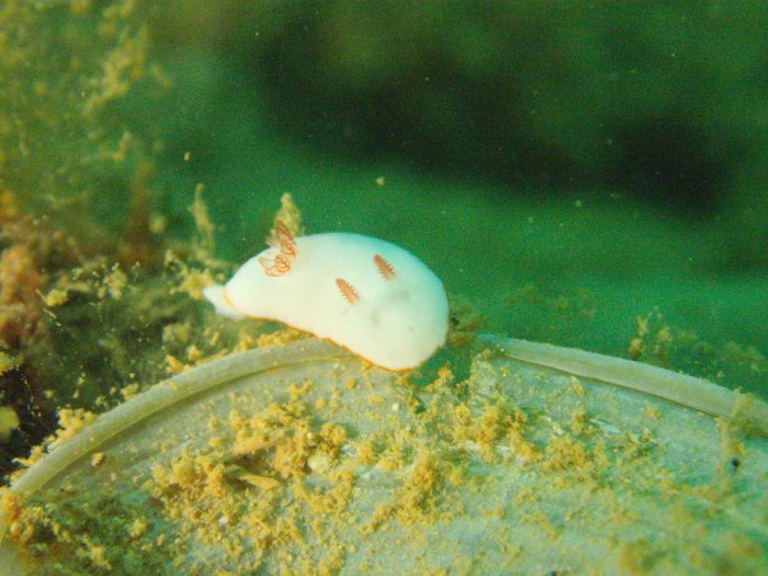 Goniobranchus preciosa