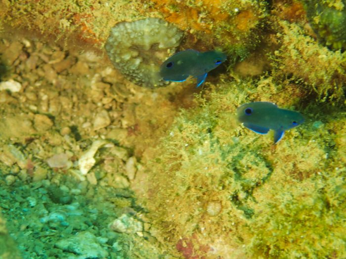 Poisson-demoiselle