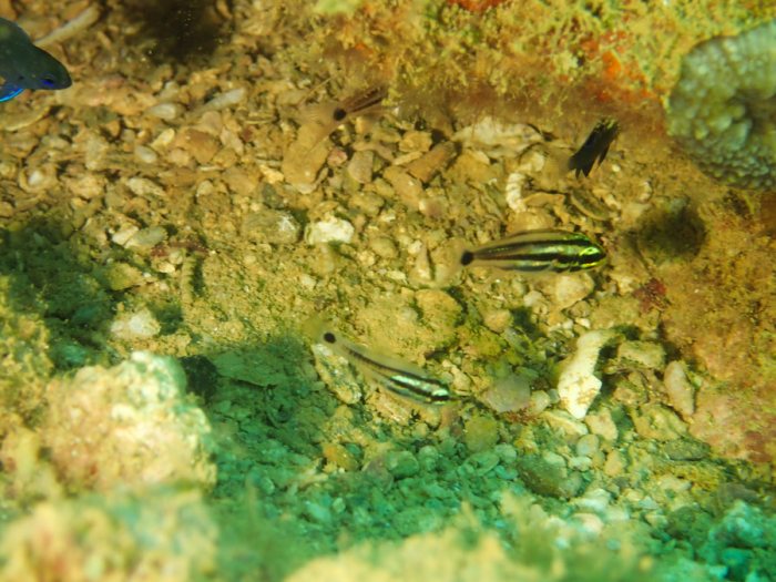 Poisson-cardinal