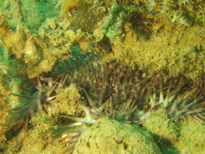 Acanthaster planci