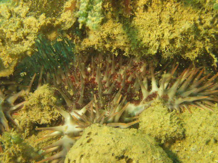Acanthaster planci