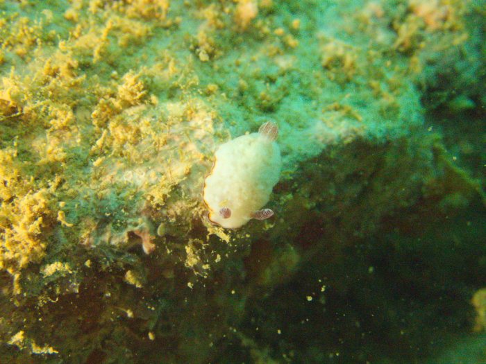 Goniobranchus preciosa