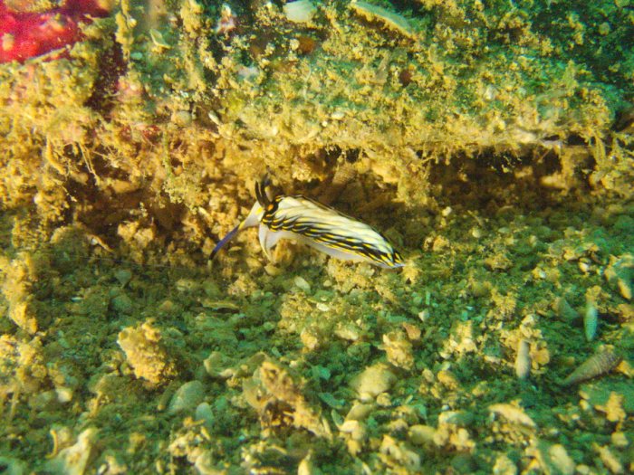 Cerberilla affinis