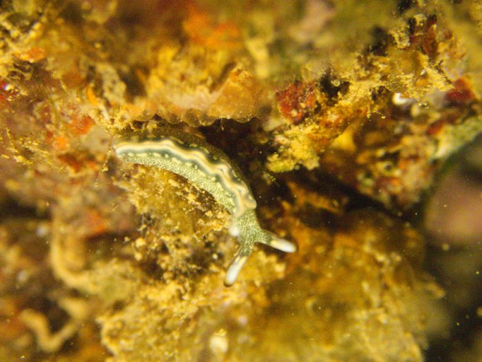 Thuridilla carlsoni