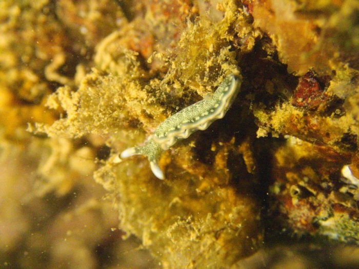 Thuridilla carlsoni