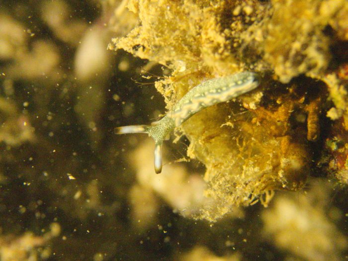 Thuridilla carlsoni