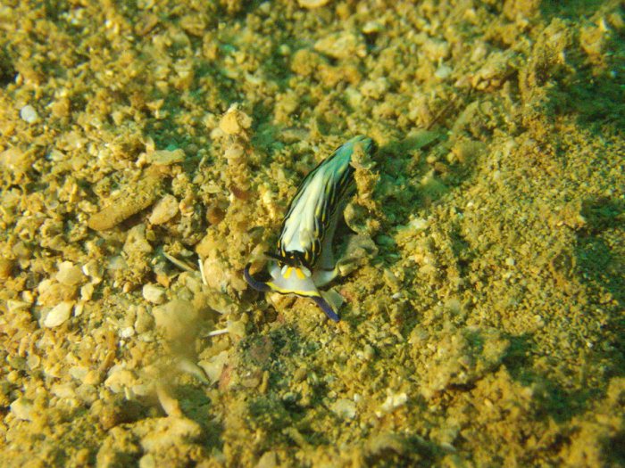 Cerberilla affinis