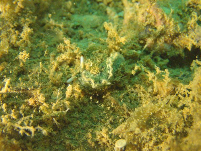 Thuridilla carlsoni