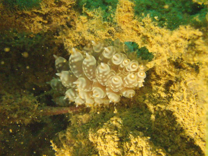Baeolidia moebii