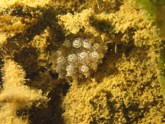 Baeolidia moebii