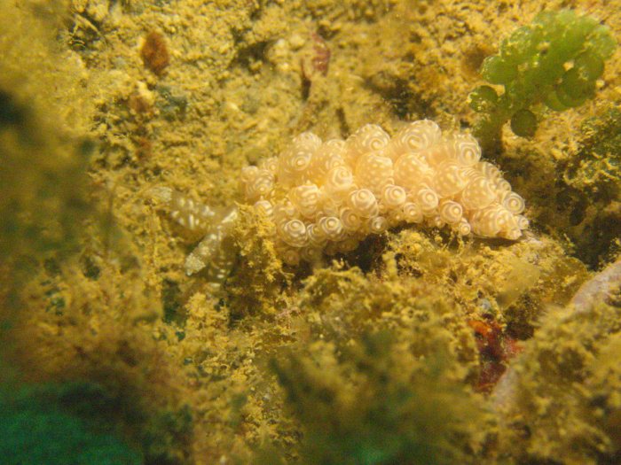 Baeolidia moebii